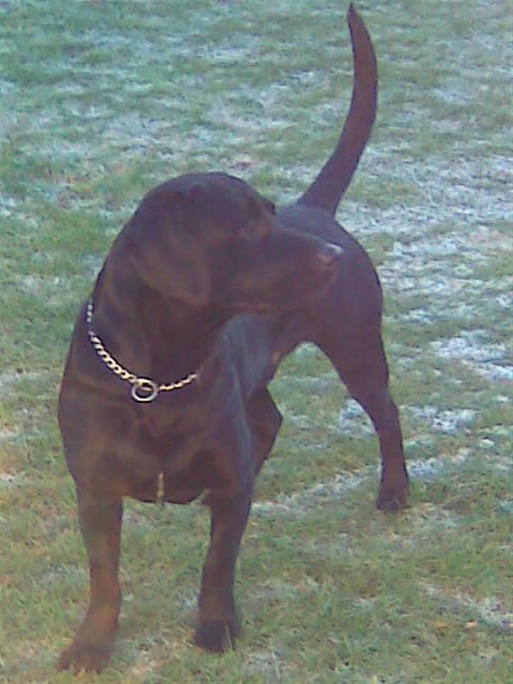 Blanding af racer sofus billede 8