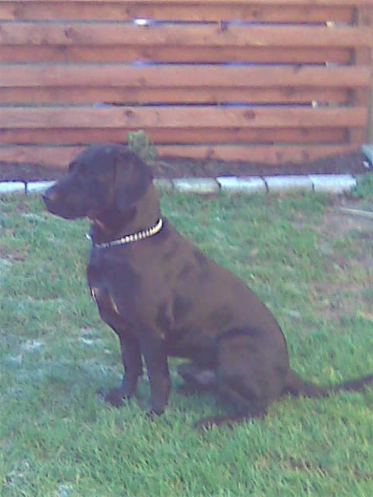 Blanding af racer sofus billede 9