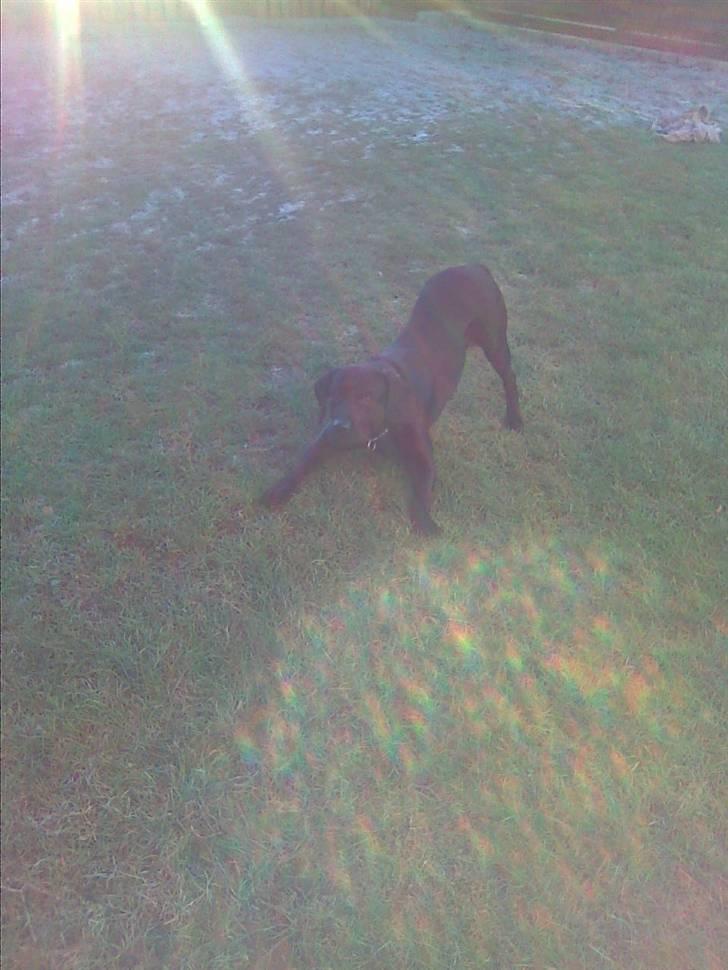 Blanding af racer sofus billede 10