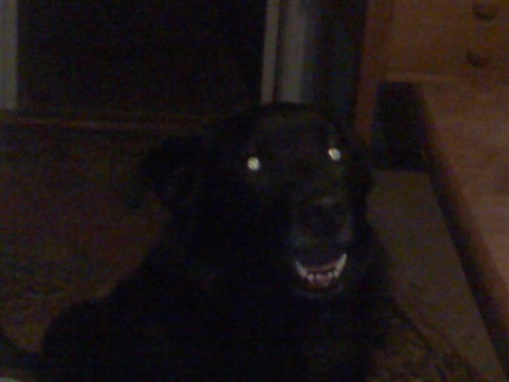 Blanding af racer Verner billede 1