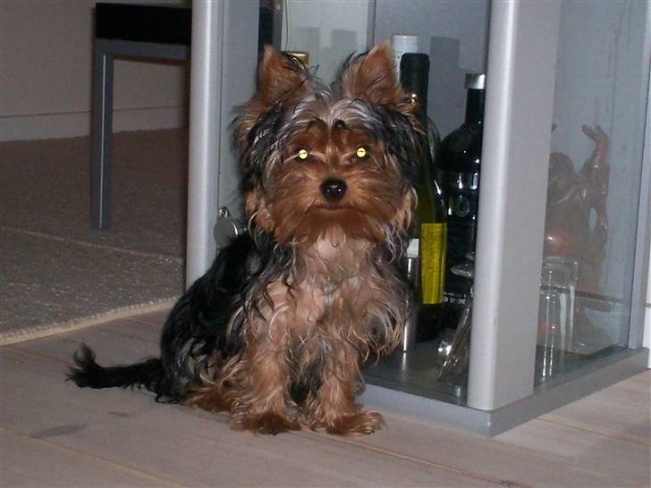 Yorkshire terrier Domino billede 16