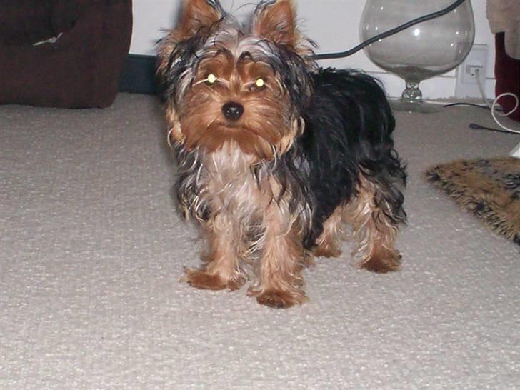 Yorkshire terrier Domino billede 17