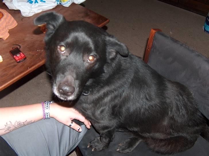 Blanding af racer Verner billede 2