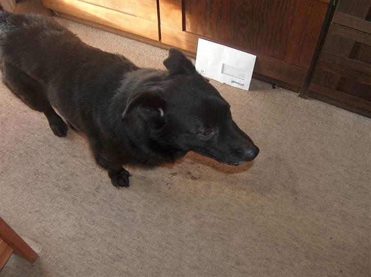 Blanding af racer Verner billede 3