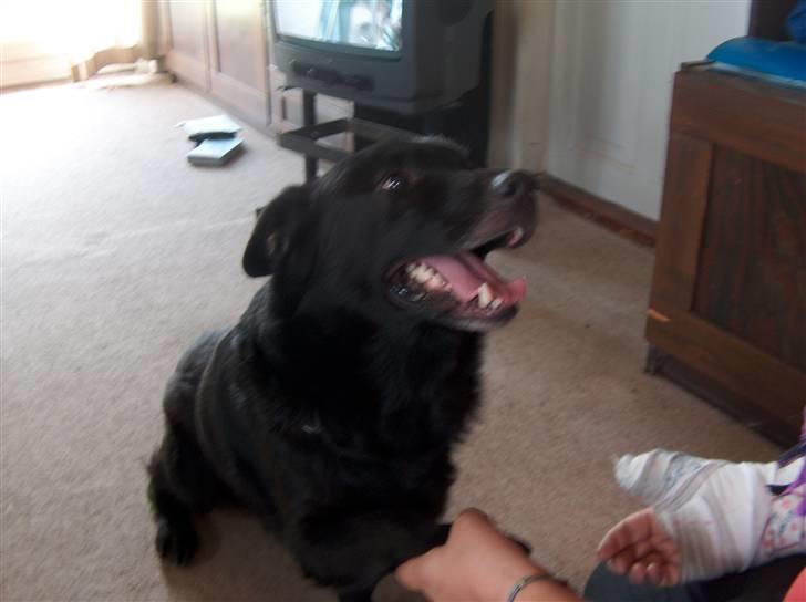 Blanding af racer Verner billede 4