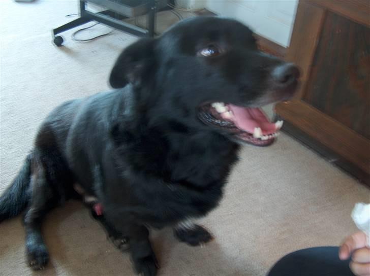 Blanding af racer Verner billede 5