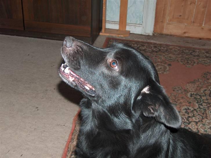 Blanding af racer Verner billede 6