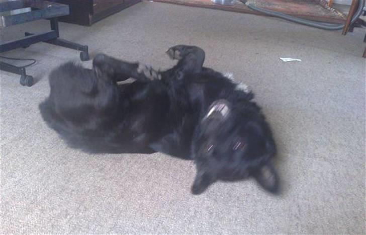 Blanding af racer Verner billede 7