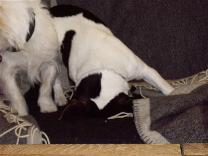 Jack russell terrier Tara R.I.P - haha, man skal altså lige blære sig med at kunne stå på hovedet over for sin kæreste Fister! Foto: Felicia Breil-Hansen billede 10