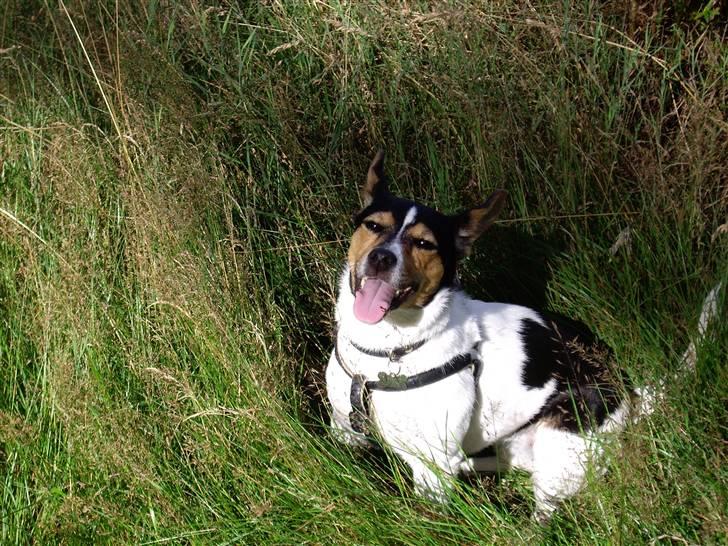 Jack russell terrier Tara R.I.P - Foto: Mig billede 11