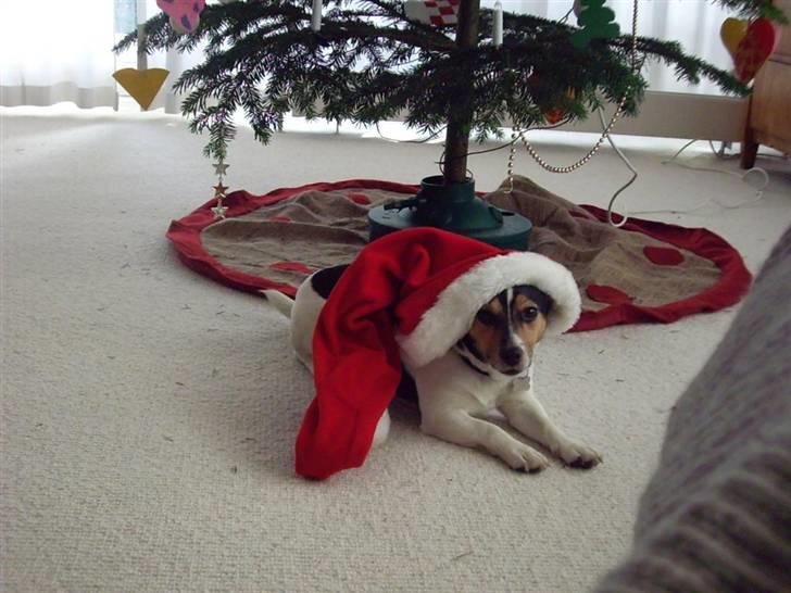Jack russell terrier Tara R.I.P - Jul er bare hygge! :D Foto: Mig billede 12