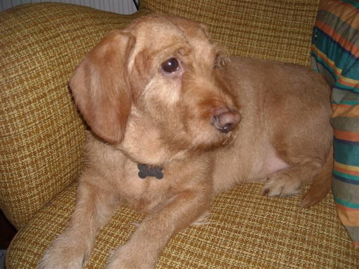 Basset fauve de bretagne Krauholt Kathleen billede 13