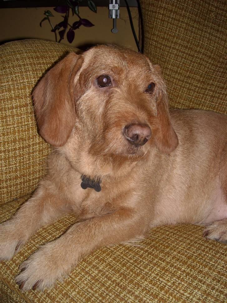 Basset fauve de bretagne Krauholt Kathleen billede 14