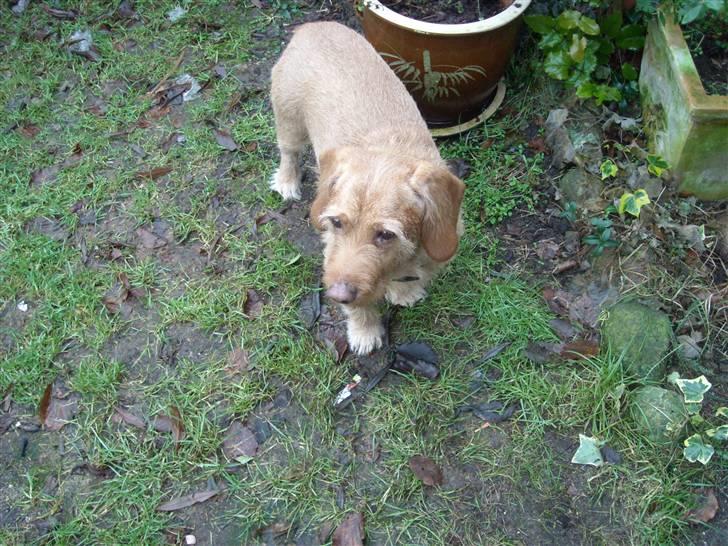Basset fauve de bretagne Krauholt Kathleen billede 16