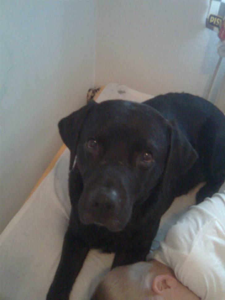 Labrador retriever Harley - Harley på Mathias´s seng... billede 1