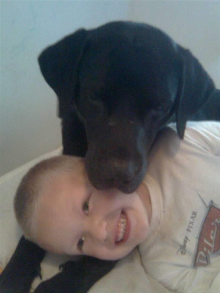 Labrador retriever Harley - Harley og Mathias, billedet kom på kagen da Mathias blev 6 år... billede 2