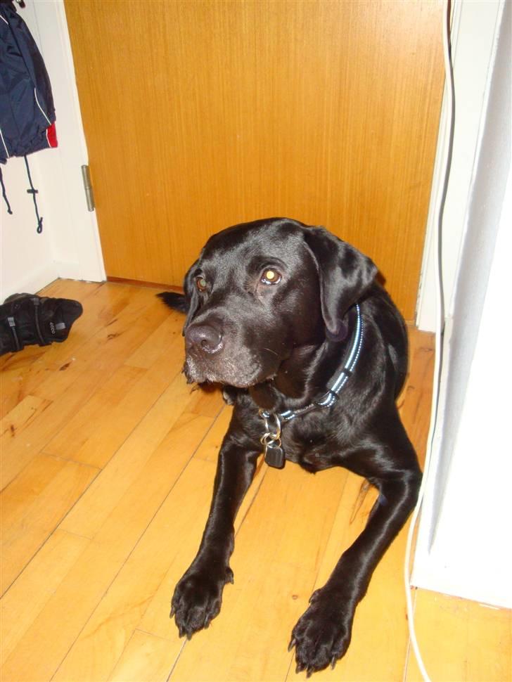 Labrador retriever Harley - Harley billede 4