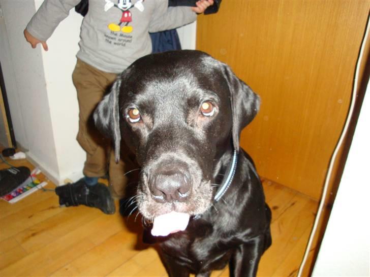 Labrador retriever Harley - Harley rækker tunge... billede 5