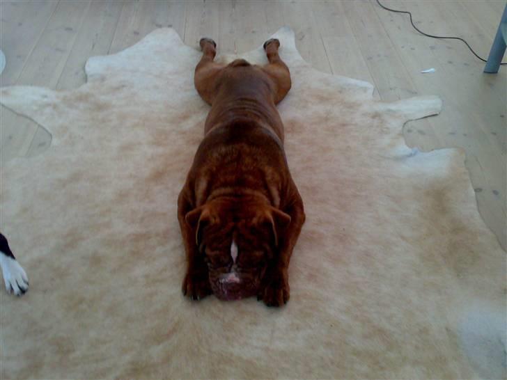 Renascence Bulldogge Charger Rip Sov godt skat.  billede 1