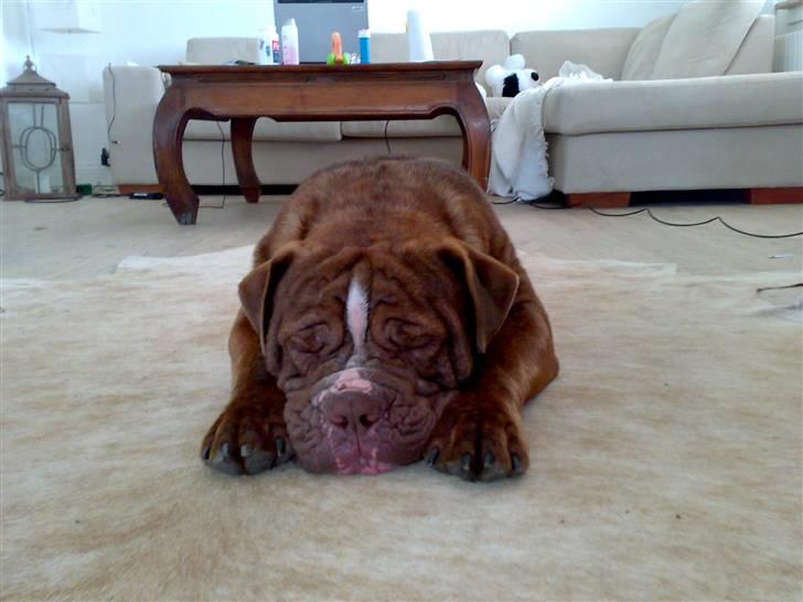 Renascence Bulldogge Charger Rip Sov godt skat.  billede 2