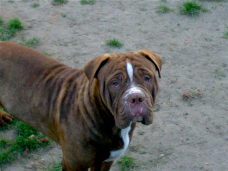 Renascence Bulldogge Charger Rip Sov godt skat.  billede 3