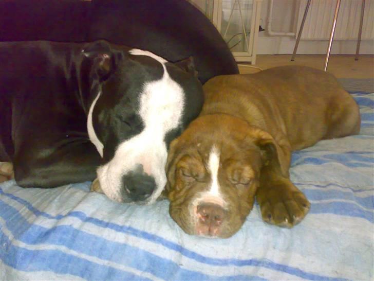 Renascence Bulldogge Charger Rip Sov godt skat.  billede 4