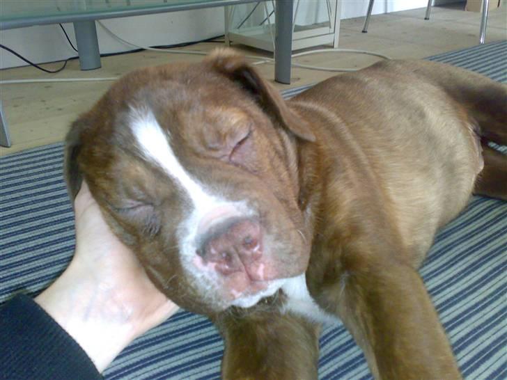 Renascence Bulldogge Charger Rip Sov godt skat.  billede 5