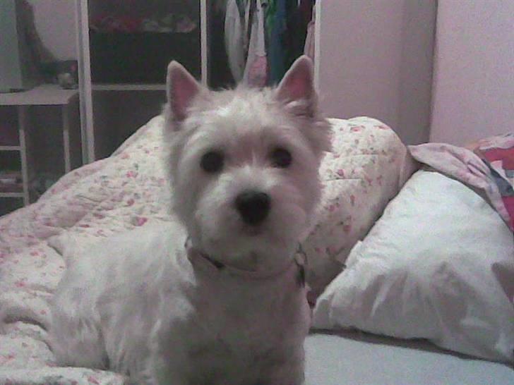 West highland white terrier Pjevs - dejlig ny trimmet :D billede 11