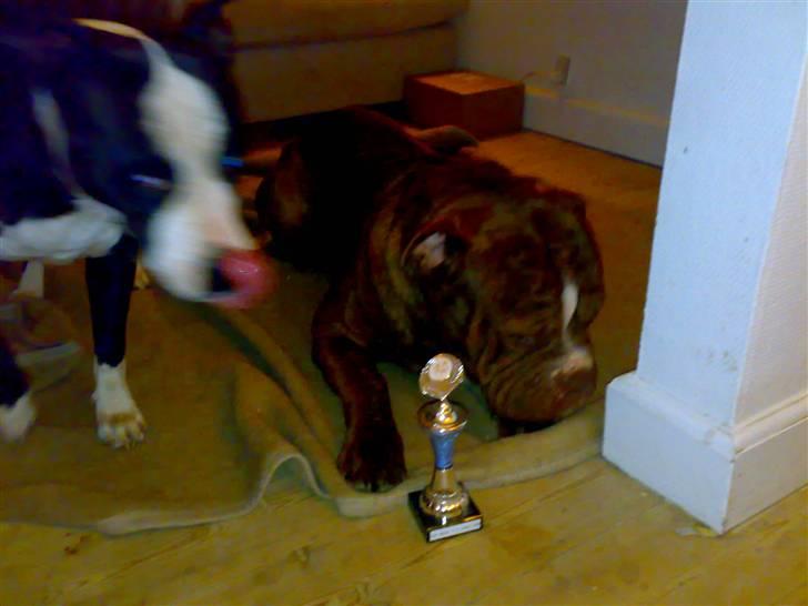 Renascence Bulldogge Charger Rip Sov godt skat.  billede 6