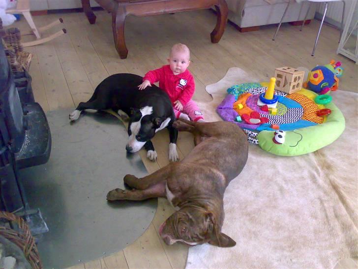 Renascence Bulldogge Charger Rip Sov godt skat.  billede 7