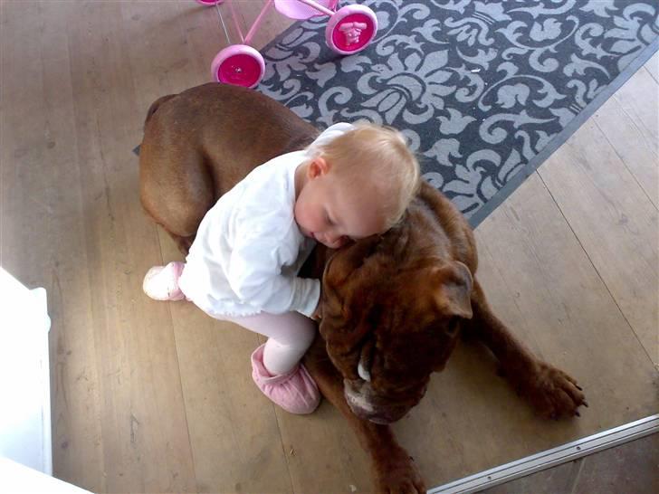 Renascence Bulldogge Charger Rip Sov godt skat.  billede 8