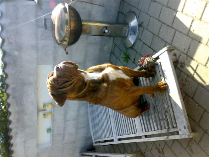 Renascence Bulldogge Charger Rip Sov godt skat.  billede 9