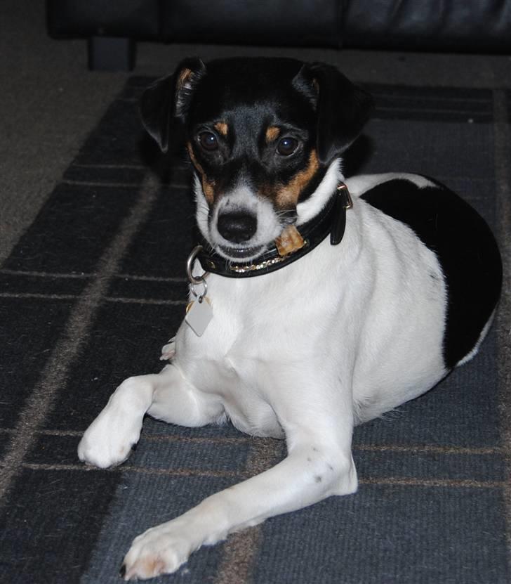 Dansk svensk gaardhund Fie - Fie får et tyggeben :o) billede 1