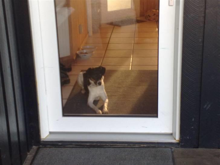 Dansk svensk gaardhund Fie - Fie venter på mig.. billede 2