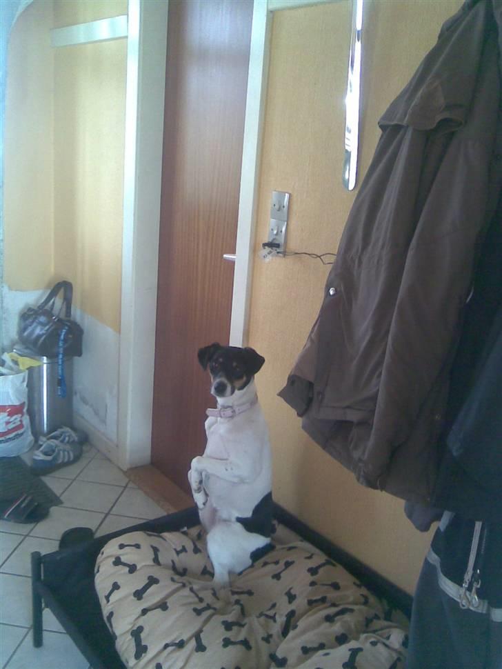 Dansk svensk gaardhund Fie - Fie sidder pænt.. billede 6