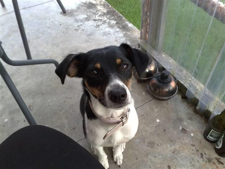 Dansk svensk gaardhund Fie - Hej "mor".. billede 7