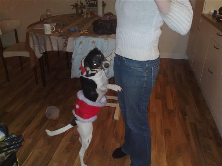 Dansk svensk gaardhund Fie - Fie som julehund.. billede 8