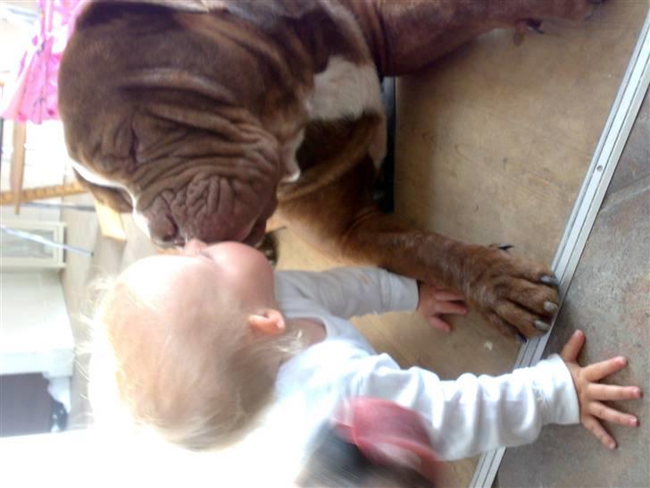 Renascence Bulldogge Charger Rip Sov godt skat.  billede 10