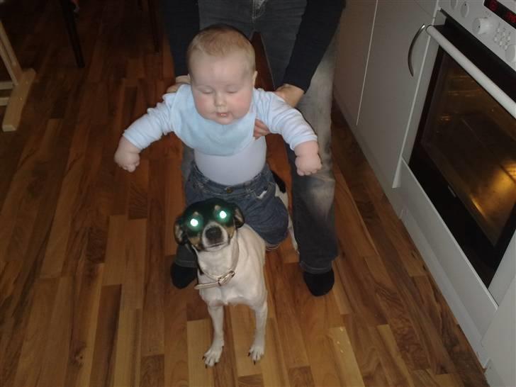 Dansk svensk gaardhund Fie - Tobias "rider" på Fie.. billede 9