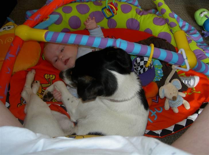 Dansk svensk gaardhund Fie - Tobias og Fie.. billede 10