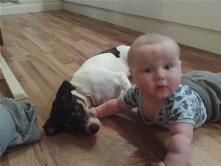 Dansk svensk gaardhund Fie - Tobias og Fie.. billede 12