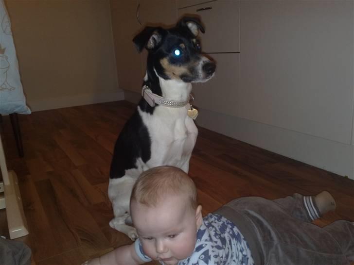 Dansk svensk gaardhund Fie - Tobias og Fie.. billede 13