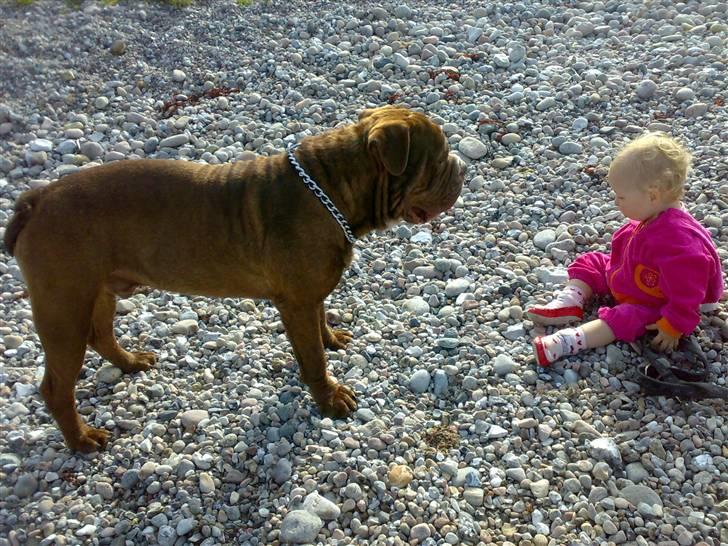 Renascence Bulldogge Charger Rip Sov godt skat.  billede 11