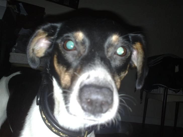 Dansk svensk gaardhund Fie - Nærbilled af Fie.. billede 14