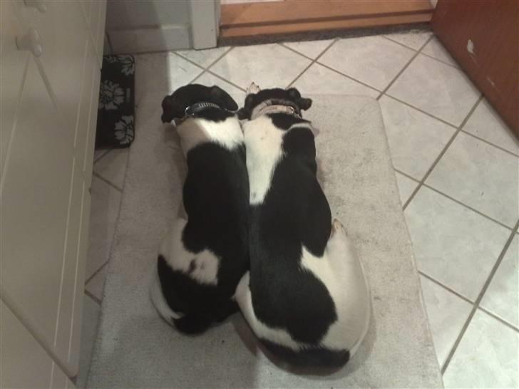 Dansk svensk gaardhund Fie - Fie sammen med hendes, nu afdøde mor, Tøzen. billede 15