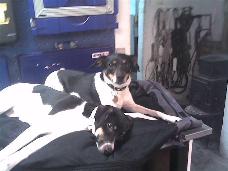 Dansk svensk gaardhund Fie - Fie sammen med hendes, nu afdøde mor, Tøzen. billede 16