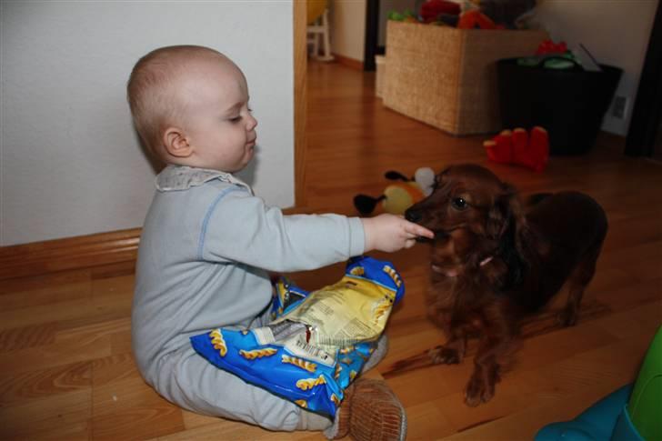 Dværggravhund Tulle RIP november 2012 - Hvor er det skønt med det her dele mad.... billede 16