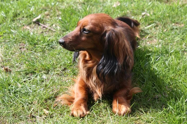 Dværggravhund Tulle RIP november 2012 - Ja er jeg ikke skøn!! billede 17