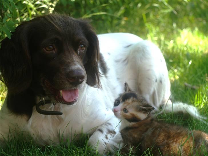 Kleiner münsterländer Zenta billede 1