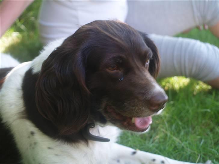 Kleiner münsterländer Zenta billede 2